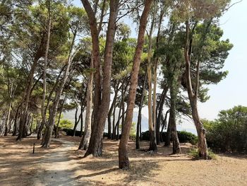 Trees growing in forest