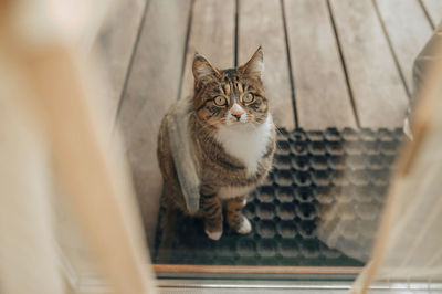 Kurilian bobtail sitting o rubber mat on street near glass door.  let the cat in the house