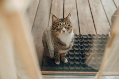 High angle portrait of cat looking at camera