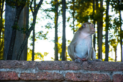 Monkey sitting on wall