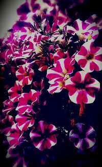 Close-up of pink flowers