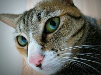 Close-up portrait of cat