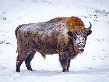 Wisent standing on snow covered field