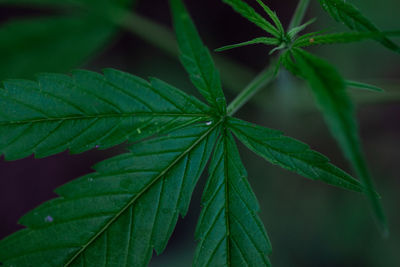 Close-up of plant leaves