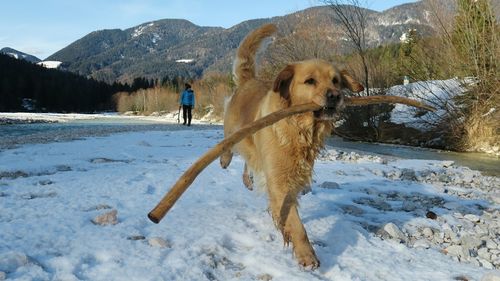 Golden retriever carrying stick in mouth while running on snow covered field