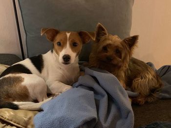 Portrait of dogs resting