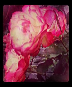 Close-up of pink rose