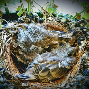 Close-up of birds in nest