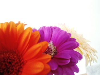 Close-up of flowers