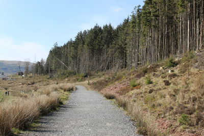 Road amidst trees and plants against sky