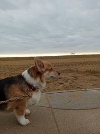 Dog looking away in the beach in a cloudy day
