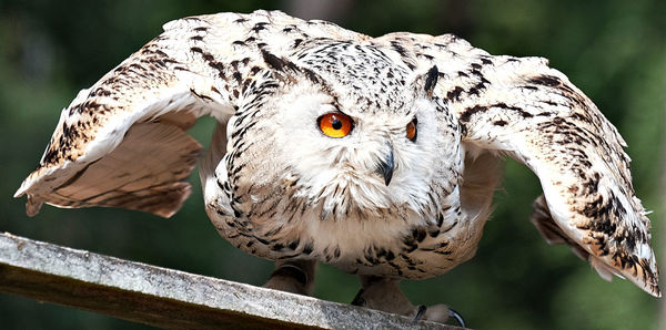 Close-up portrait of owl perching