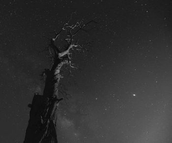 Low angle view of bare tree against sky at night