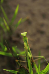 Close-up of praying mantis on grass