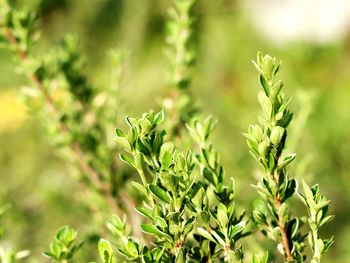 Close-up of fresh green leaves