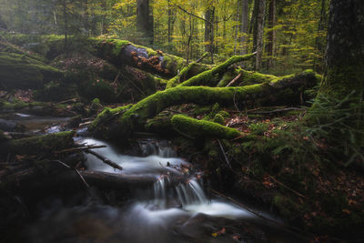Stream flowing amidst trees in forest