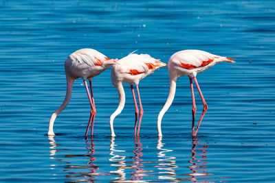 Flamingoes in lake