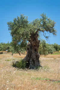 Tree on field against clear sky