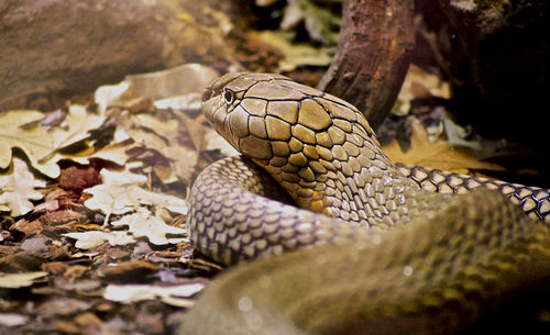 Close-up of snake