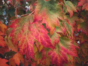 Close-up of maple leaves