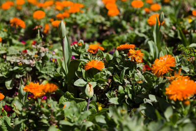 Close-up of orange flowers