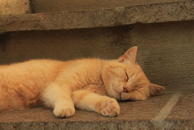 Close-up of cat sleeping on a stair.