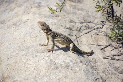 Side view of a lizard on rock