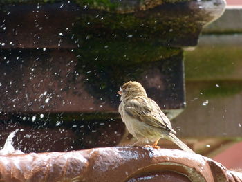 Close-up of bird perching on a water