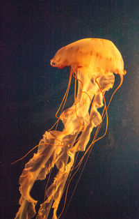 Close-up of jellyfish in water