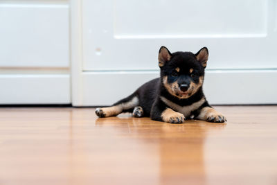 A black-brown shiba inu puppy lying in the room.