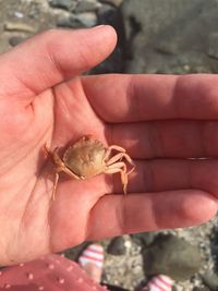 Close-up of hand holding crab