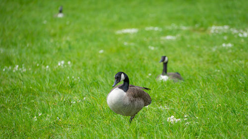 Ducks on grassy field