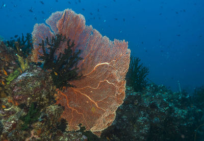 Another beautiful seafan in the sea