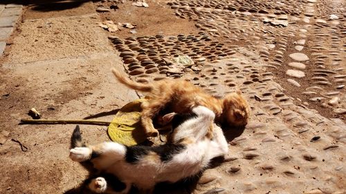 High angle view of monkey on field