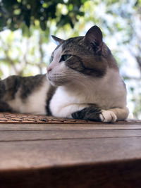 Close-up of a cat looking away