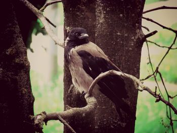 Close-up of tree trunk