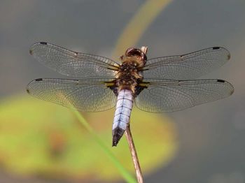 Close-up of dragonfly