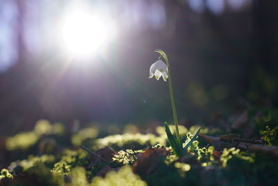 Close-up of white flowering plant on field