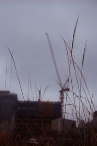 Close-up of silhouette grass on field against sky