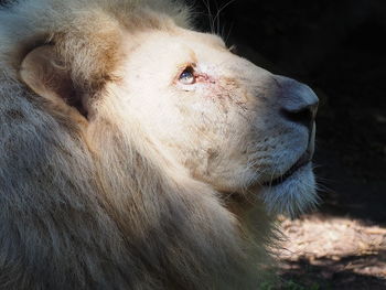 Close-up of cat looking away