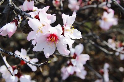 Close-up of pink cherry blossoms in spring