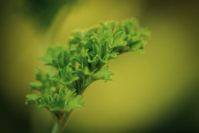 Close-up of green plant