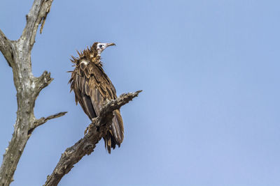 Low angle view of bird perching on branch against sky