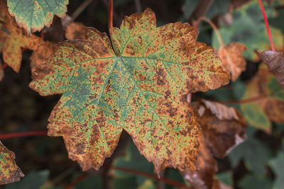 Close-up of autumnal leaves