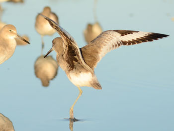 Close-up of birds in water