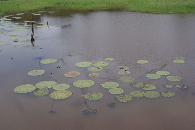 High angle view of lily pads in lake