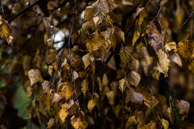 Close-up of dried leaves