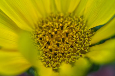 Close-up of yellow flower