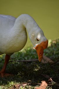 Close-up of bird