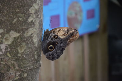 Close-up of butterfly on tree trunk